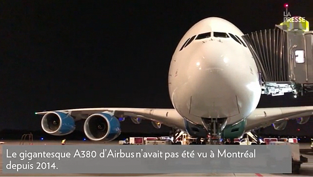 2020-06-12 11 49 09-Un visiteur rare à Montréal