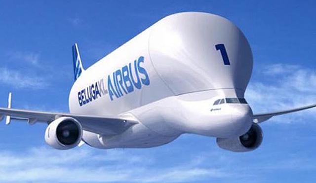 Beluga1
