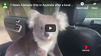 FireShot Capture 237 - Have You Seen This Koala sneaks into car to enjoy air conditioning - - www.ksl.com