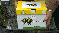 bienen